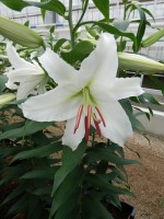 [5269 Siberia JWL No02.JPG]